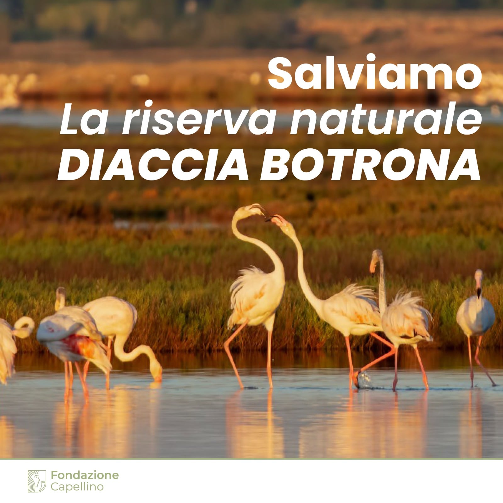 riserva naturale 264960244_424194239168325_7488570051159439666_n